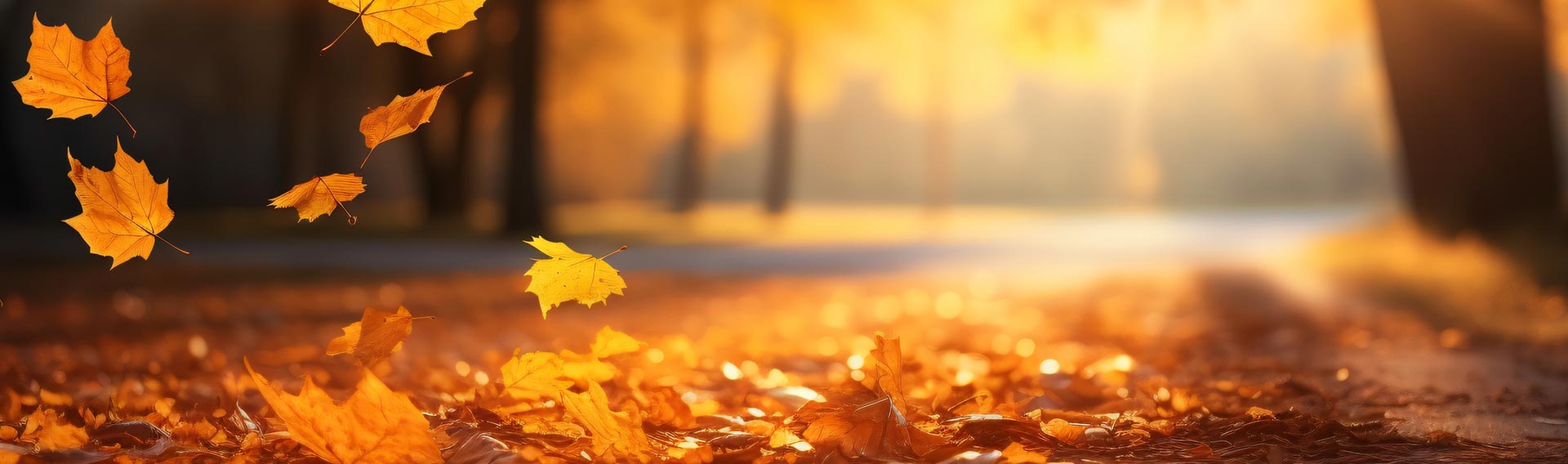 <p>Profitez des couleurs de l'Automne !</p>